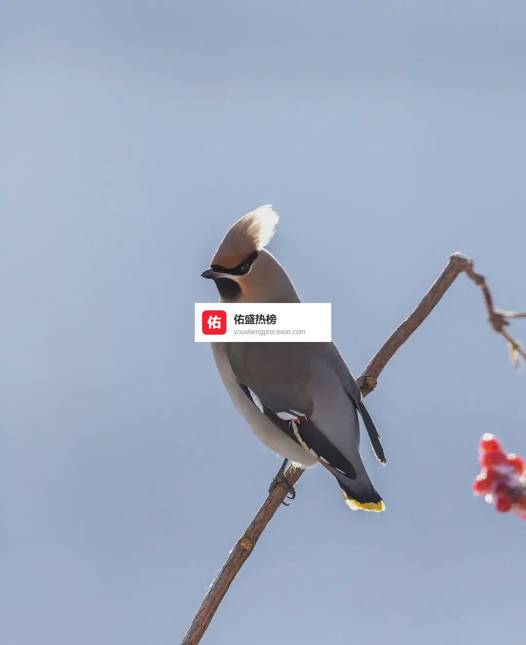 大庆“炮队”追鸟记：太平鸟的葡萄灰与绯红尾