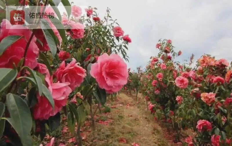 直播里的大理茶花谷：20万株名品山茶的养护密码
