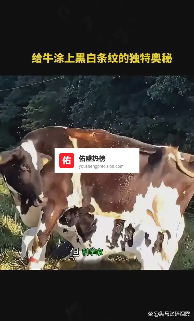 条纹驱蝇术 牛背上的科学 与自然的智慧