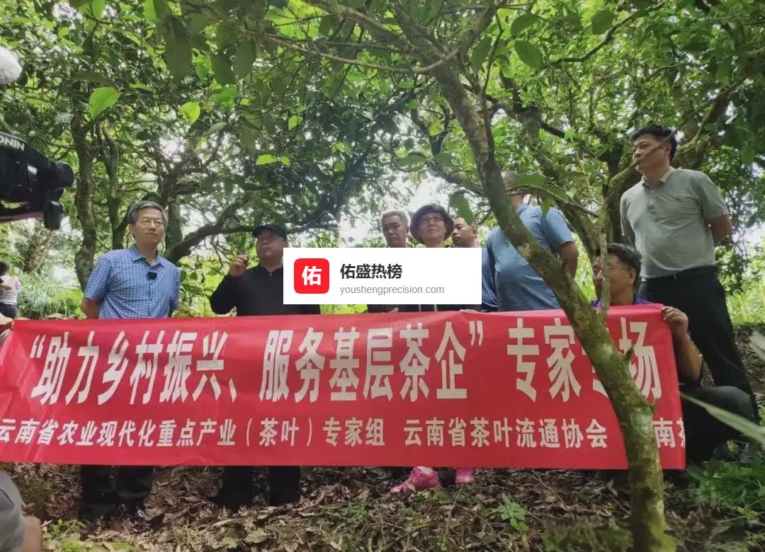 平山古茶树：一片叶子撬动乡村振兴的绿色引擎