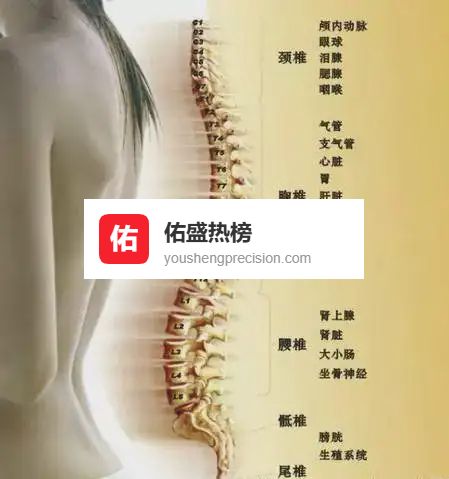 夏日养骨全攻略：31对脊神经背后的生机密码