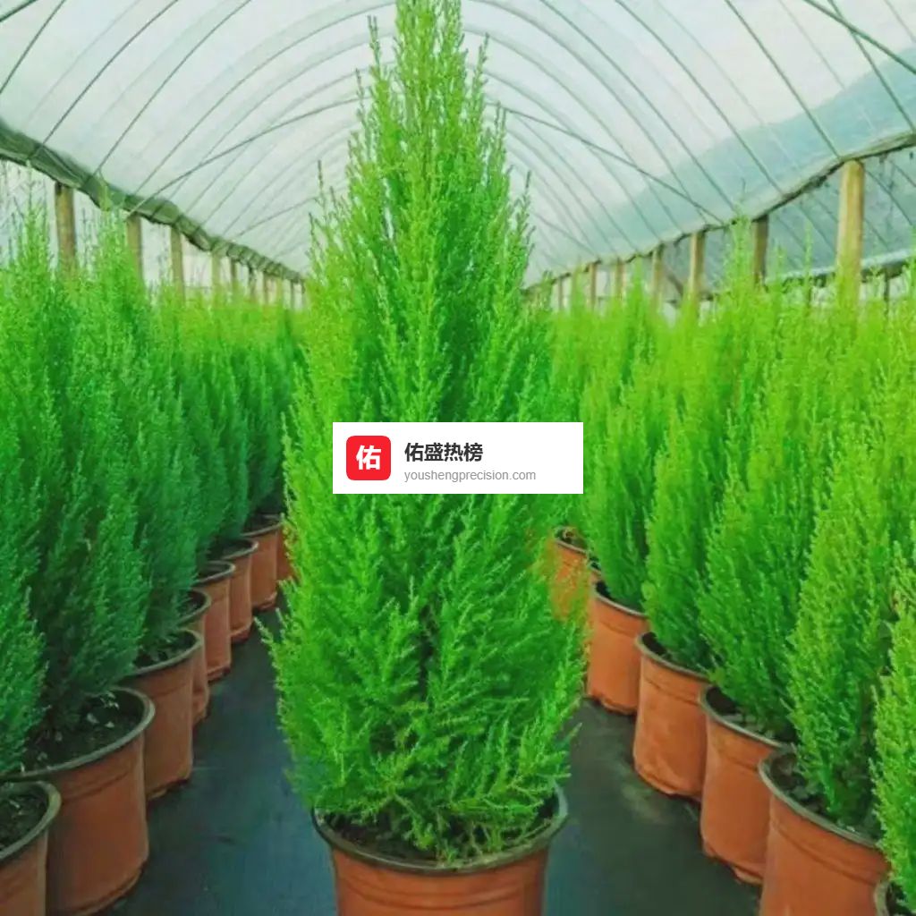 办公环境嘈杂让人头疼？内行都知道选这三款绿植打造静音办公空间，实测能有效降噪，让办公静谧指数提升80%！