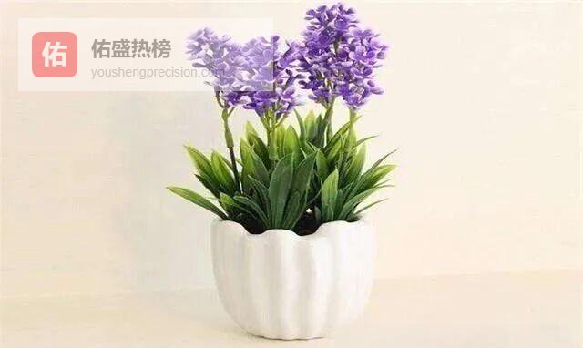 风信子：从地中海到希腊神话的紫色浪漫