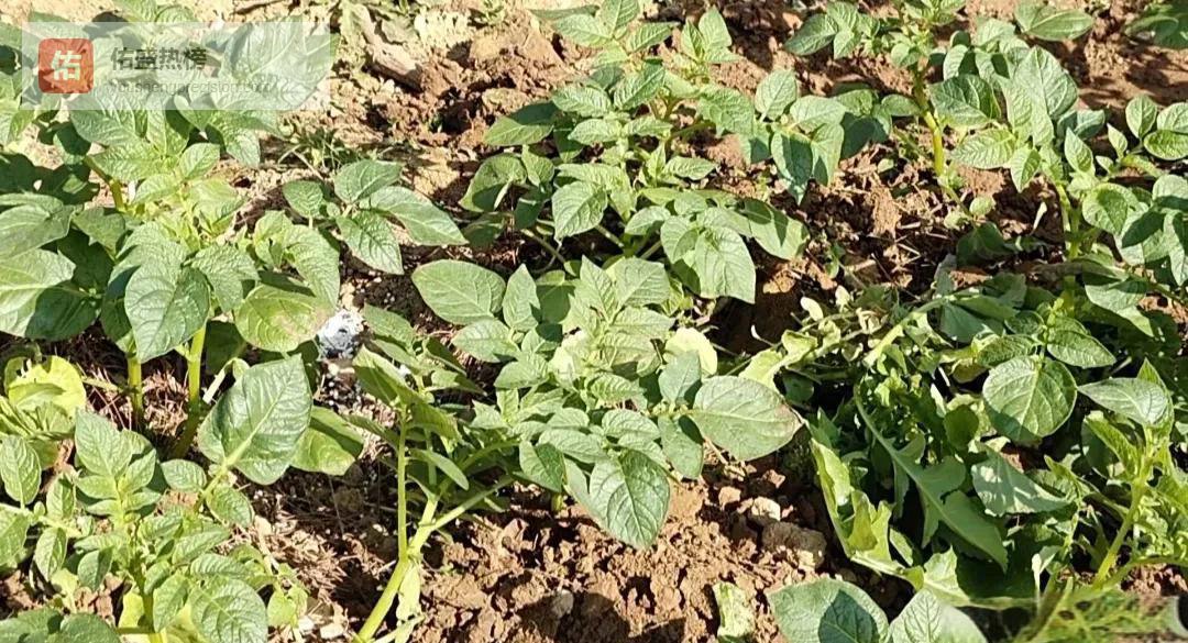 立春抢种全攻略：育苗不误、耐寒菜抢黄金期