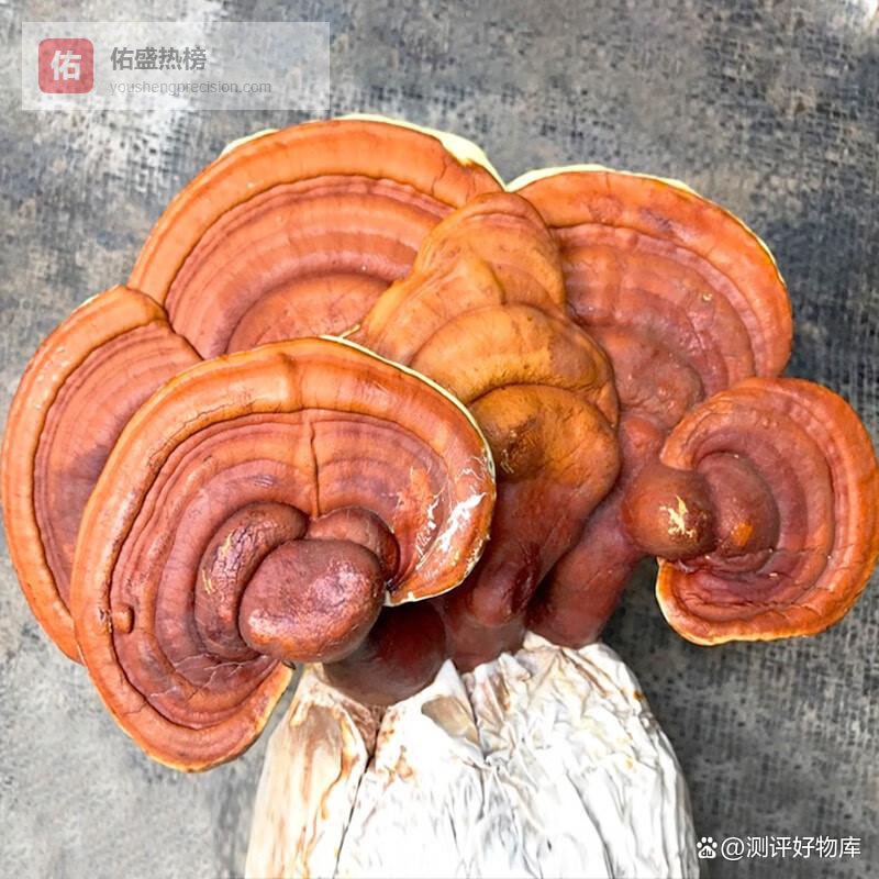 育禾农平菇哪个好？轻松家庭种植体验与健康美味共享