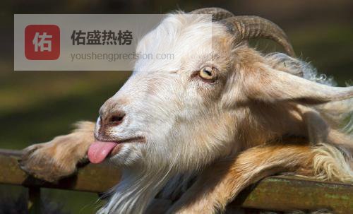 1991年属羊人2023全年运势详解