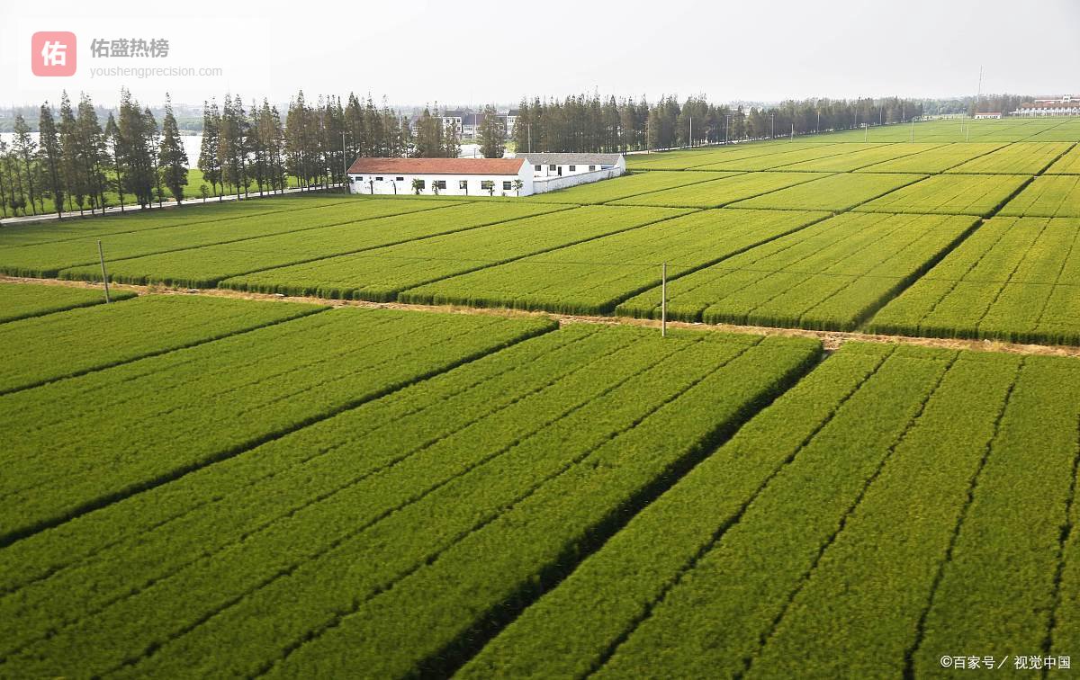 心疼！这么好的肥被倒掉，草木灰发酵后比买的还好用，3步教会你