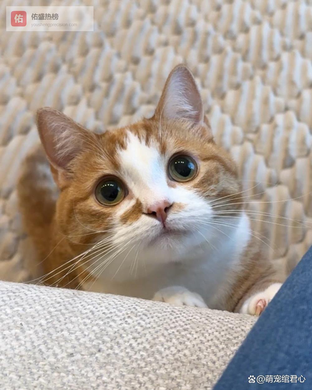 把猫独自留在家，到底要不要装宠物摄像头？劝你先想清楚这几件事