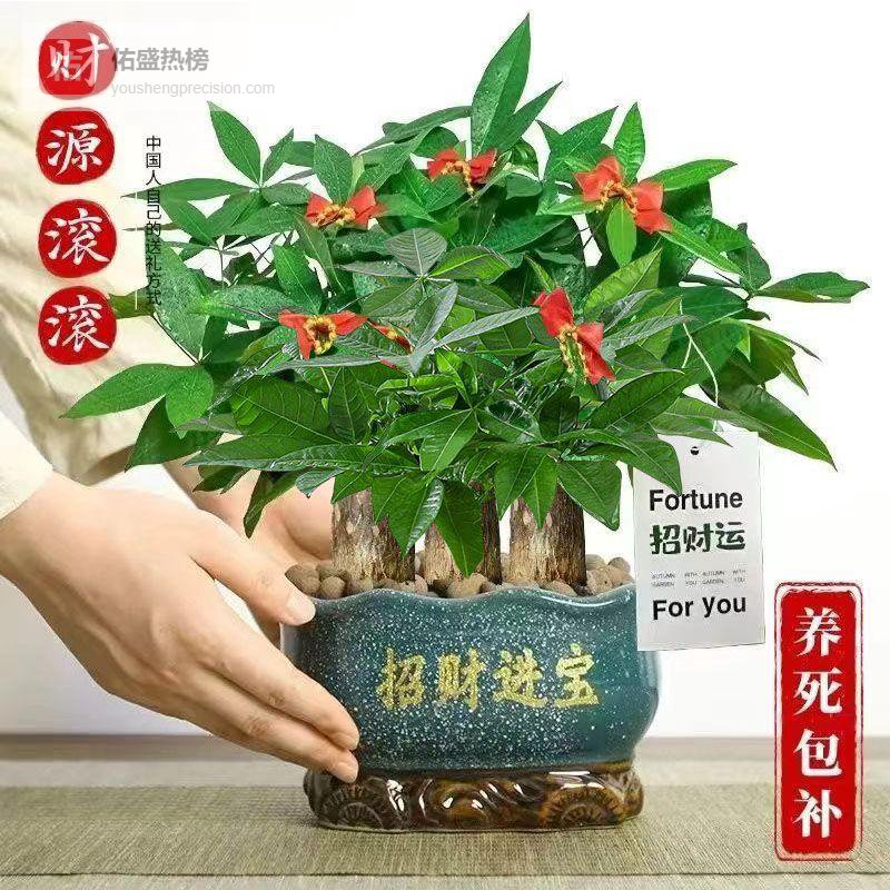 客厅布置难题不用愁！懂行的人都在养这三款绿植，不仅提升自然美学，还能让生活仪式感瞬间拉满，效果立竿见影！