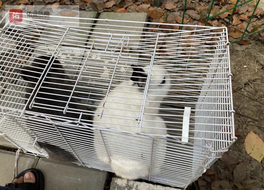 幼儿园里的三只小兔子：从安家到过冬的完整记录