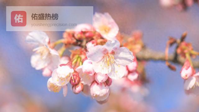 双梅争春寒樱也“醒”了，上海赏樱季揭幕