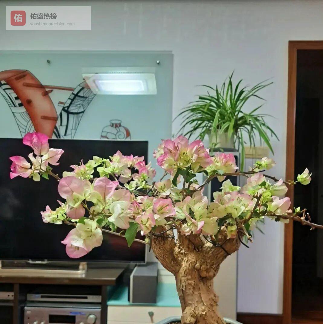 玄关、卧室、厨房三角梅放这4个地方等于“慢性自杀”，赶紧搬！