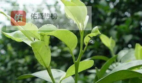 春梢决定保花保果成败，柑橘春管全攻略