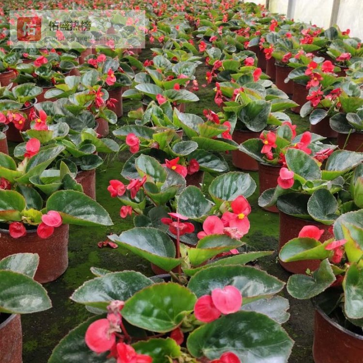 比格海棠：多用途园林植物的观赏与生态价值解析