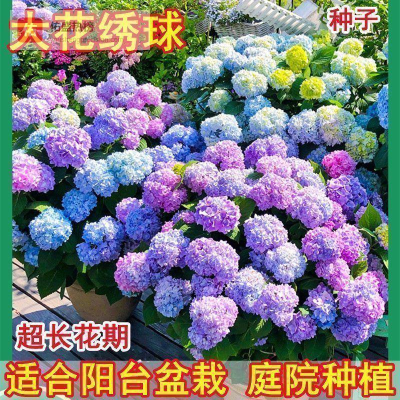 四季花园打造难题如何破？内行精选绝美植物避坑指南来了！这些植物让花园四季如画，效果远超想象！