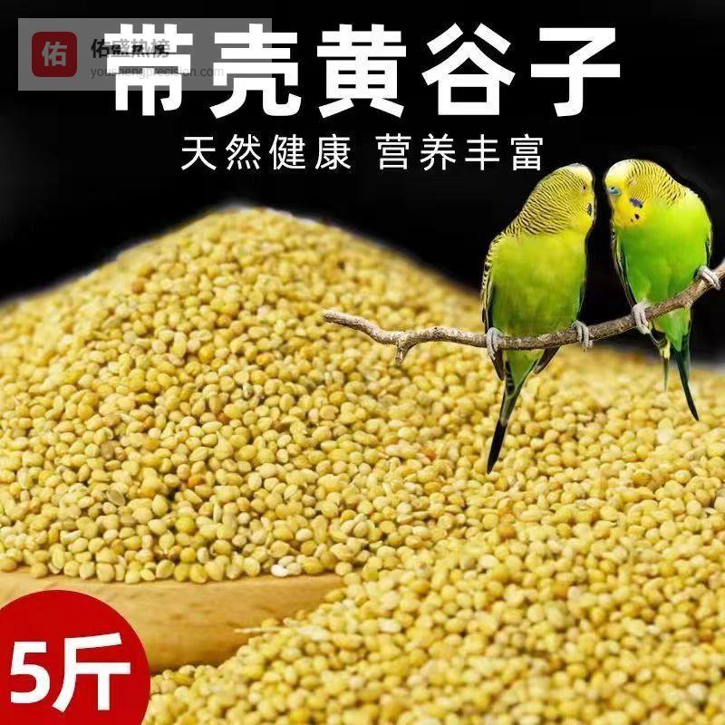 新手养鹦鹉常踩坑？资深鸟友整理饲养全攻略：从12类粮食到8种器具，3个月帮100+鸟友避免80%常见问题
