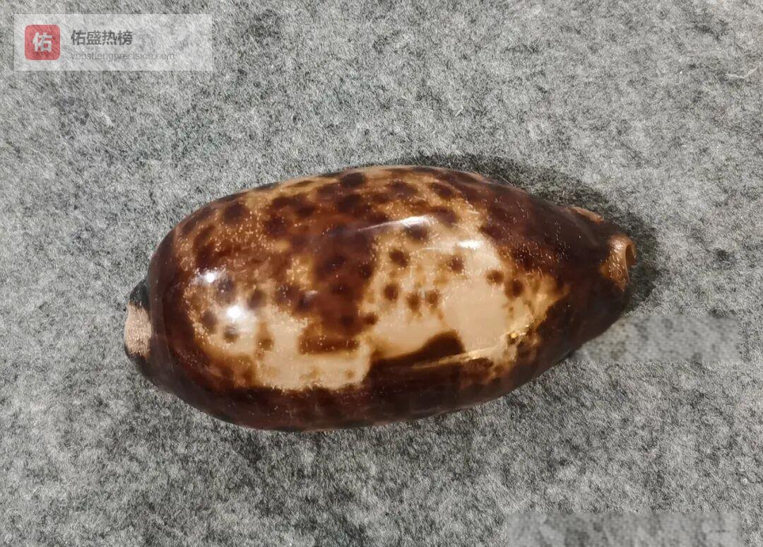 藏在礁石里的“丛云”——宝螺的隐秘生活