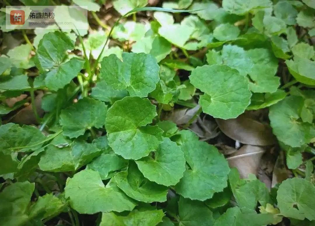 叶片像铜钱，缺一个口，名字非常优雅好听，全身是宝