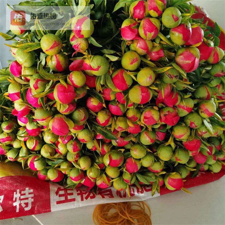 木本芍药怎么选？看懂这些特点不踩坑