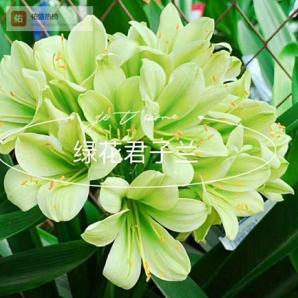 想要打造理想绿植空间却不知从何入手？别怕，这里有从选苗到养护的内行避坑全套方案，让你轻松拥有绝美绿植环境！