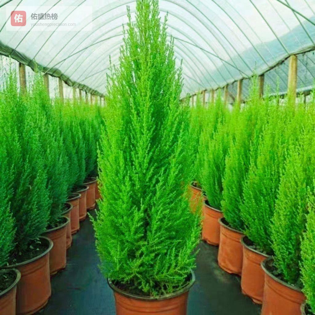 想让家秒变高级？试试小香松与鱼骨蔓绿绒的绿植搭配术！内行透露搭配技巧，让室内格调提升30%，效果看得见！