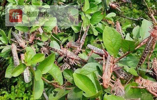 蝗虫阴影下的肯尼亚：新孵化高峰撞车播种季，975万人或陷粮荒