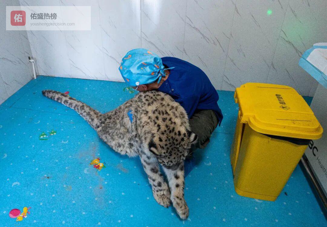 西宁市成功救助一只雪豹