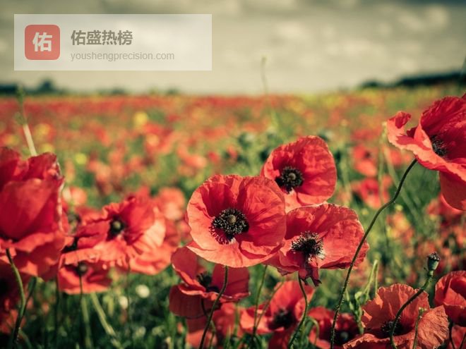 春节鸿运傍身，正财偏财都有的3个生肖