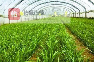 冬季韭菜高产高品5步法