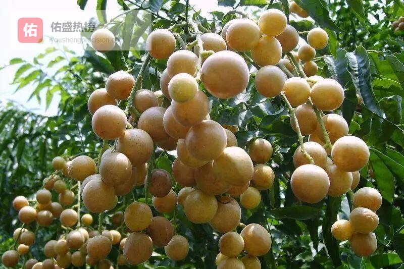 茂名黄皮首飞加拿大：从枝头到舌尖的跨洋旅程