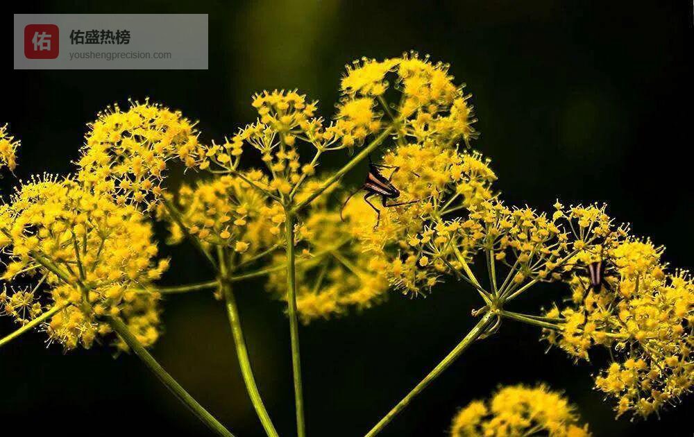 瓜欧村：舟曲山乡的甜蜜诗行