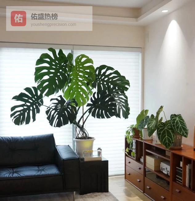 别再信风水了！这6盆“镇宅花”火遍全网，真相是它们专治现代人焦虑