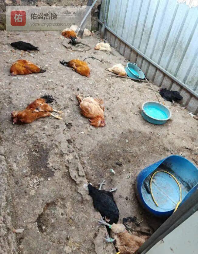 夜袭鸡圈的“豹影”：广东山村家禽接连失踪之谜