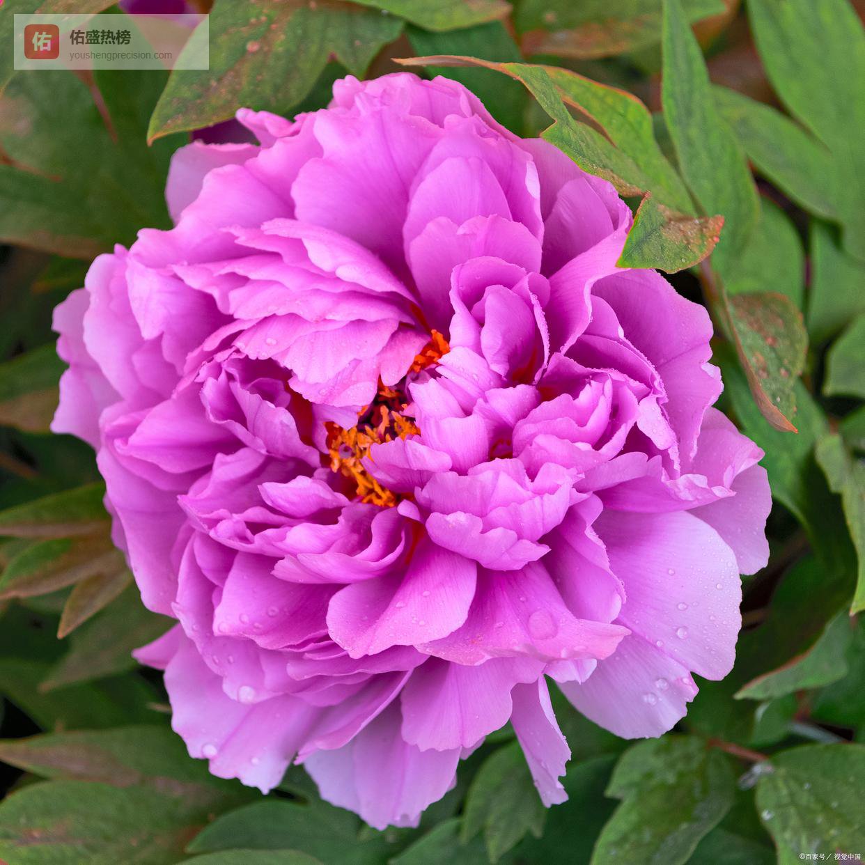 在超市抢特价菜，撞见领导怎么办？