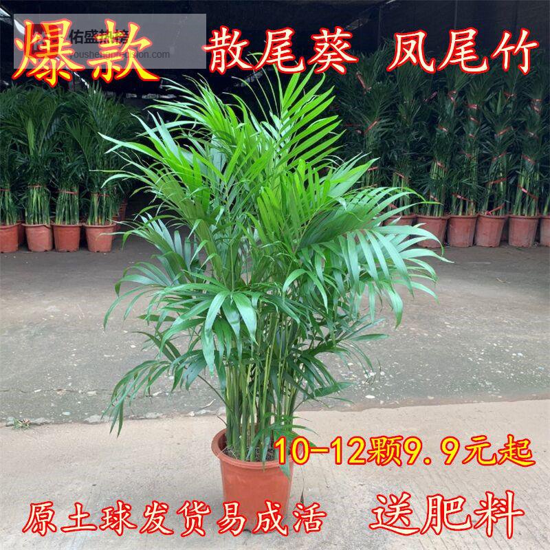 新手绿植选购常遇难题？五大认知误区揭秘，90%的人都在此踩坑，避开误区让你的绿植养护效果提升30%！