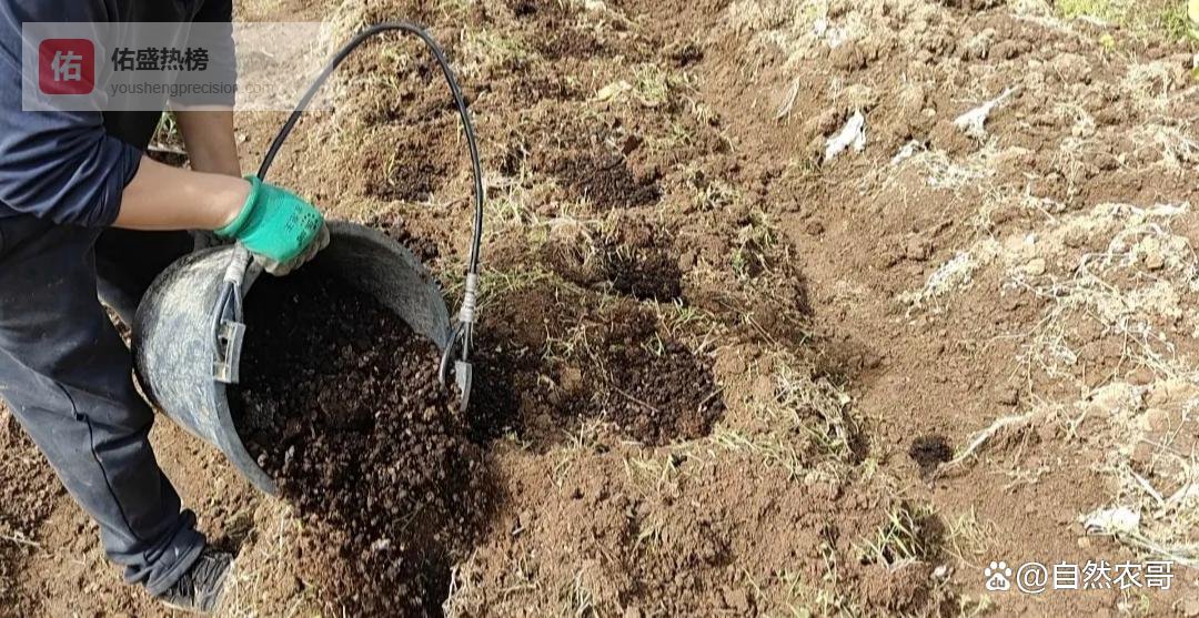 种菜别乱用羊粪！这几种蔬菜才适合，千万别搞错