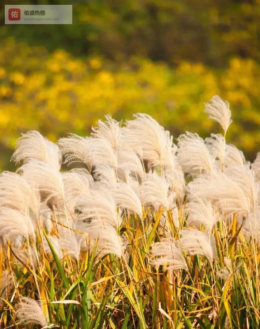 芦苇到砖瓦：一场改造实验的六十年回声