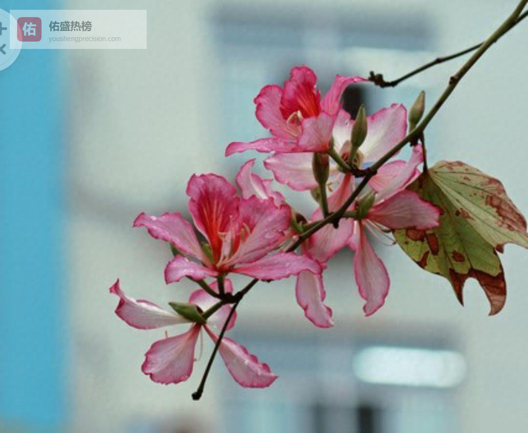 别怪自己懒：用“一分钟谎言”驯服原始脑