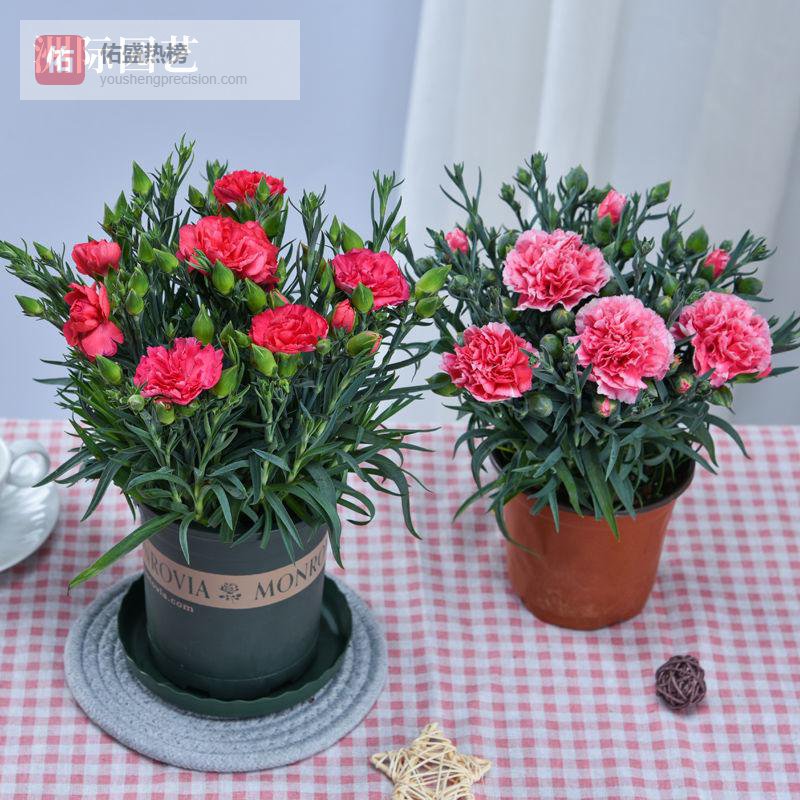 想要打造治愈系阳台花园却不知从何下手？内行分享从鲜花选择到花架搭配的完整避坑方案，让你的阳台美出天际！