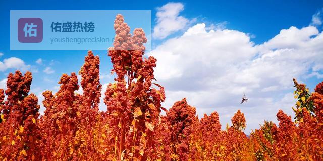 别被藜麦的健康光环迷惑，这些隐藏的副作用和危害你得警惕！