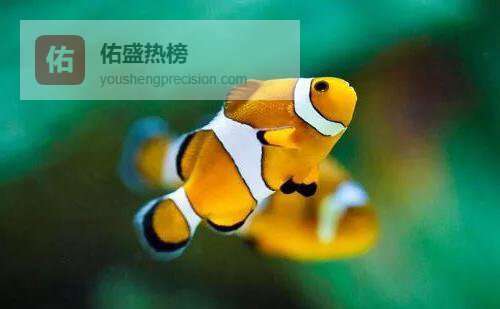 鱼不闭眼、鸟单脚、马站岗：动物睡姿的生存密码