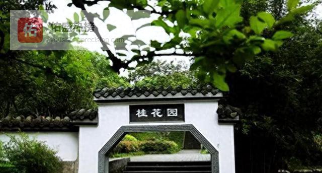 桂花为何总被喊“鬼探头”？真相在这儿