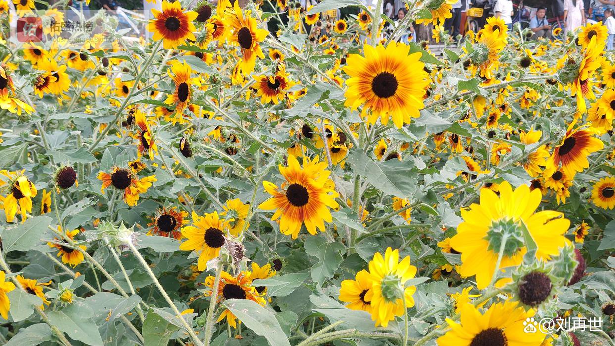 全世界都在打击电诈：一场没有硝烟的全球战争