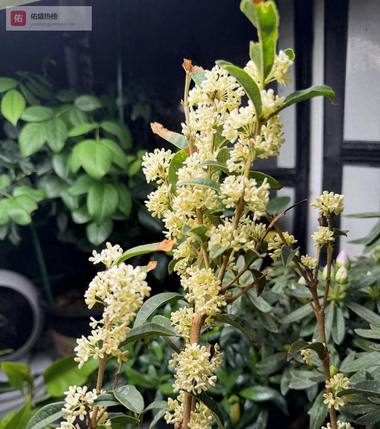 女子室内桂花太爱开花，7天爆一次：网友赞既香又美，真牛！
