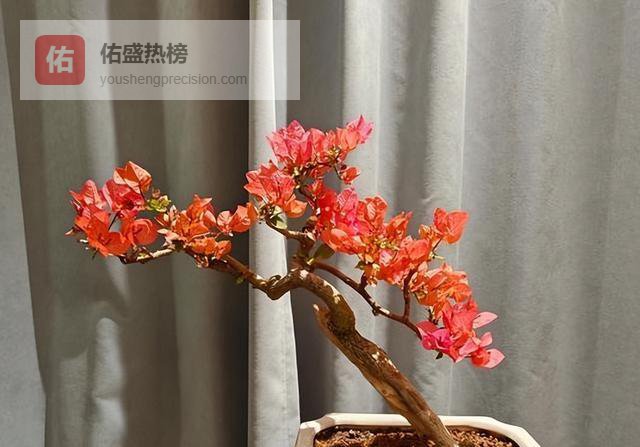 一树繁花，何以称“精”？广东花友的这盆三角梅给出了答案