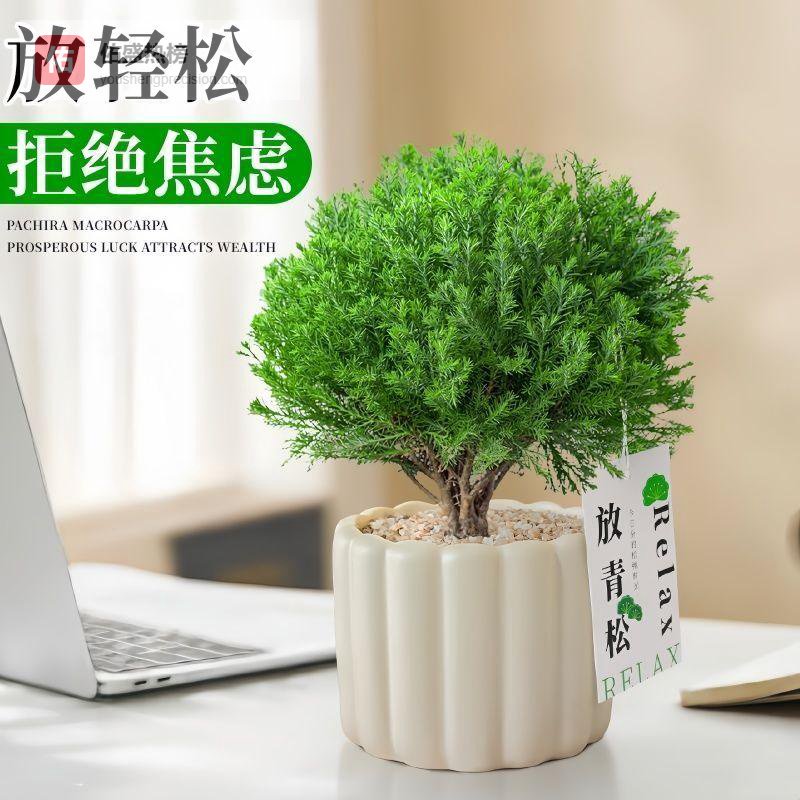 雾松盆栽：都市人的治愈系绿意伙伴