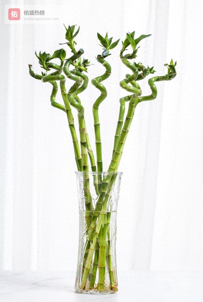 富贵竹养得好，财气自然来：5步打造“活”招财阵