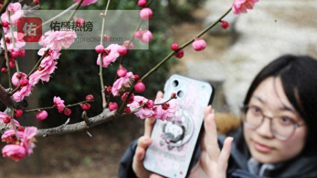 太湖梅景上线！东山、光福迎来最佳观赏期