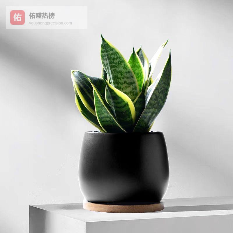 室内空气不清新、空间缺生机？内行人揭秘室内绿植挑选避坑攻略，这些高颜值植物能让家在短时间内变身天然氧吧！