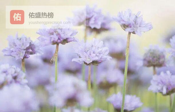 未来1天：属鸡、属龙、属虎情缘逆袭与事业破局